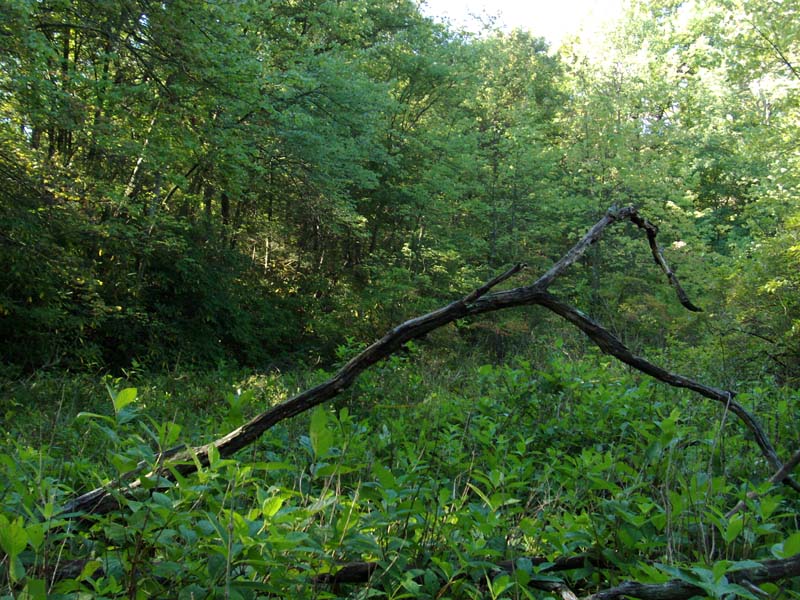 Buttonbush wetland